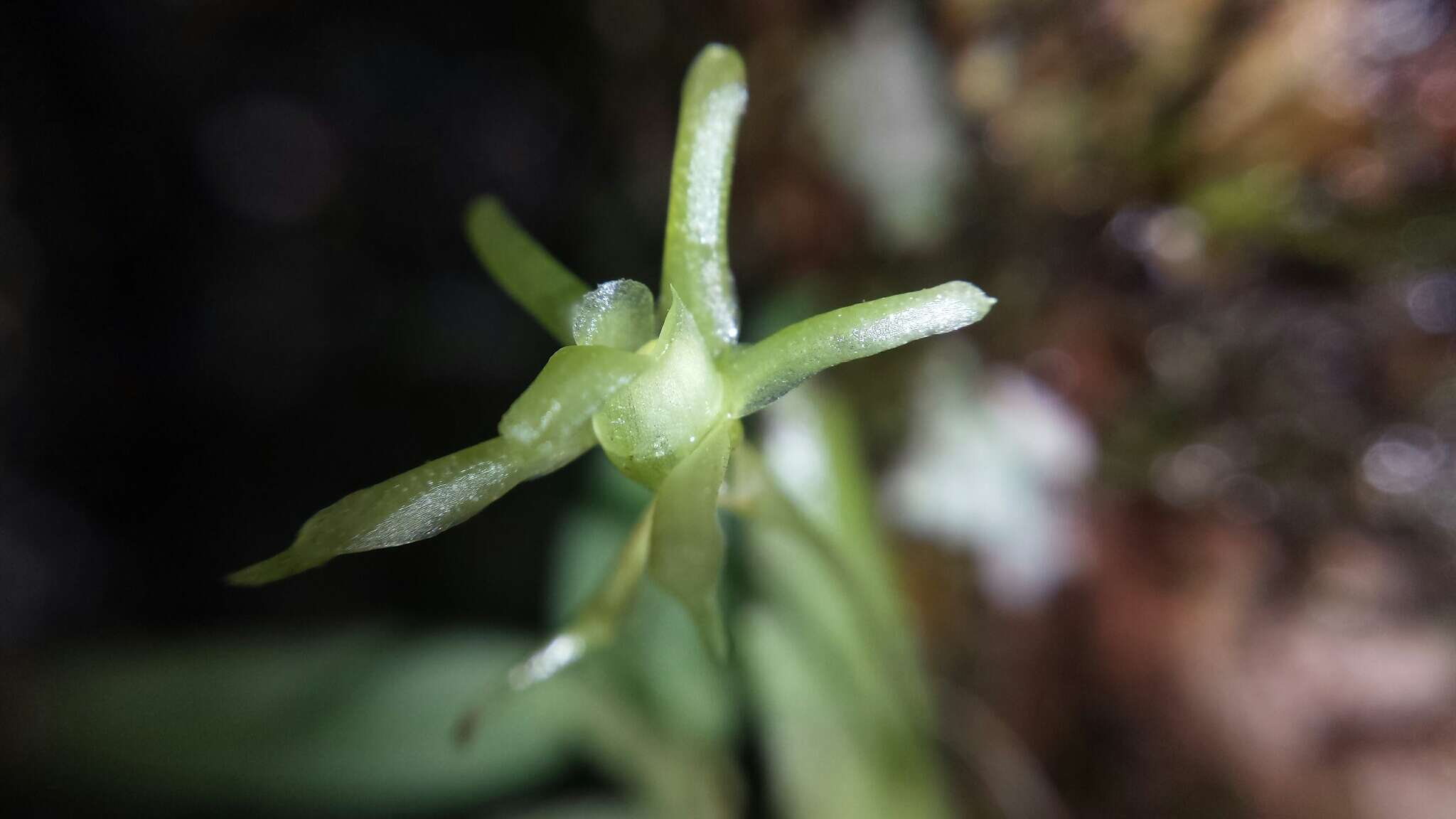 Image de Lemurella pallidiflora Bosser