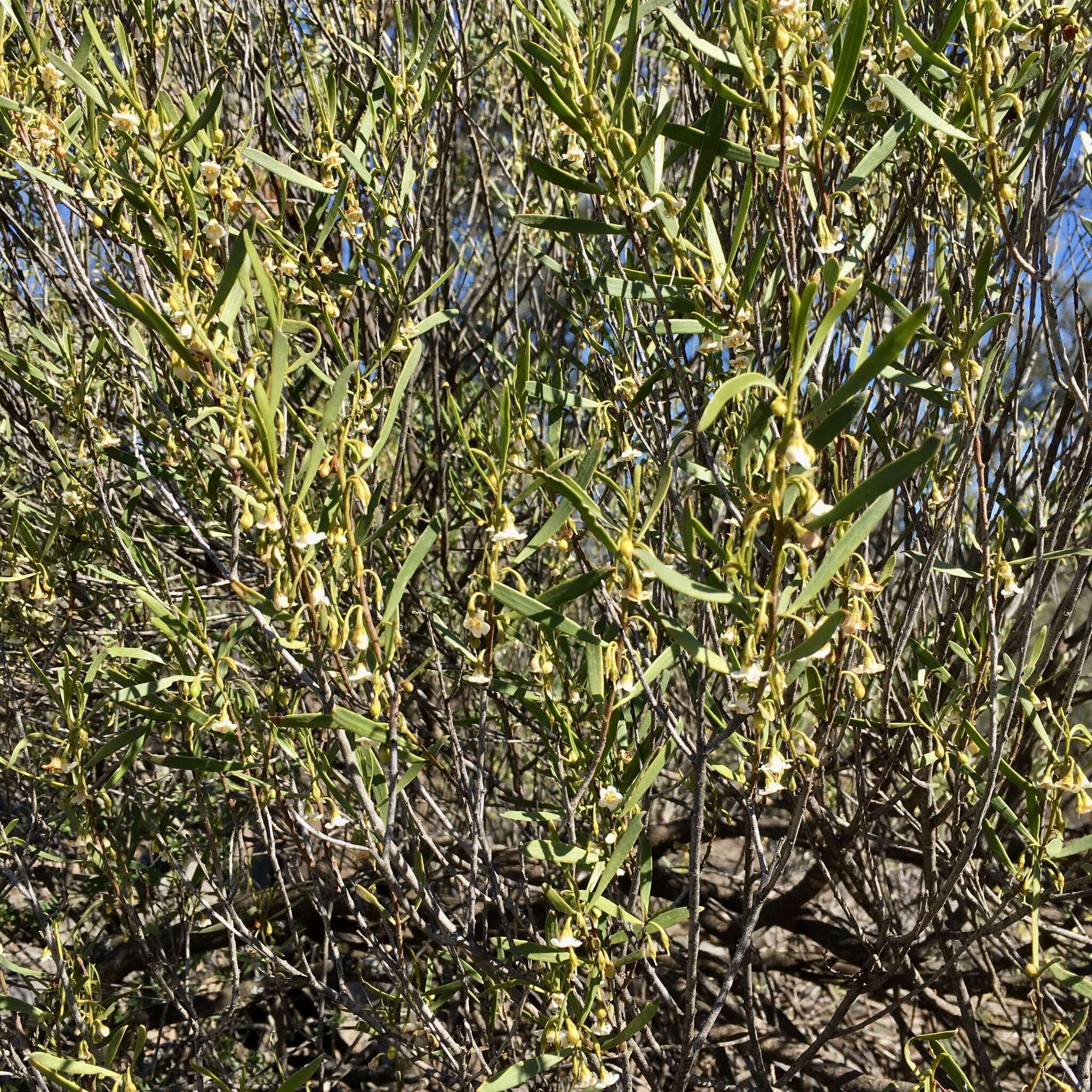 Image de Eremophila deserti (Cunn. ex Benth.) R. J. Chinnock