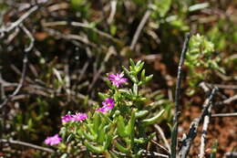 Imagem de Delosperma vernicolor L. Bol.