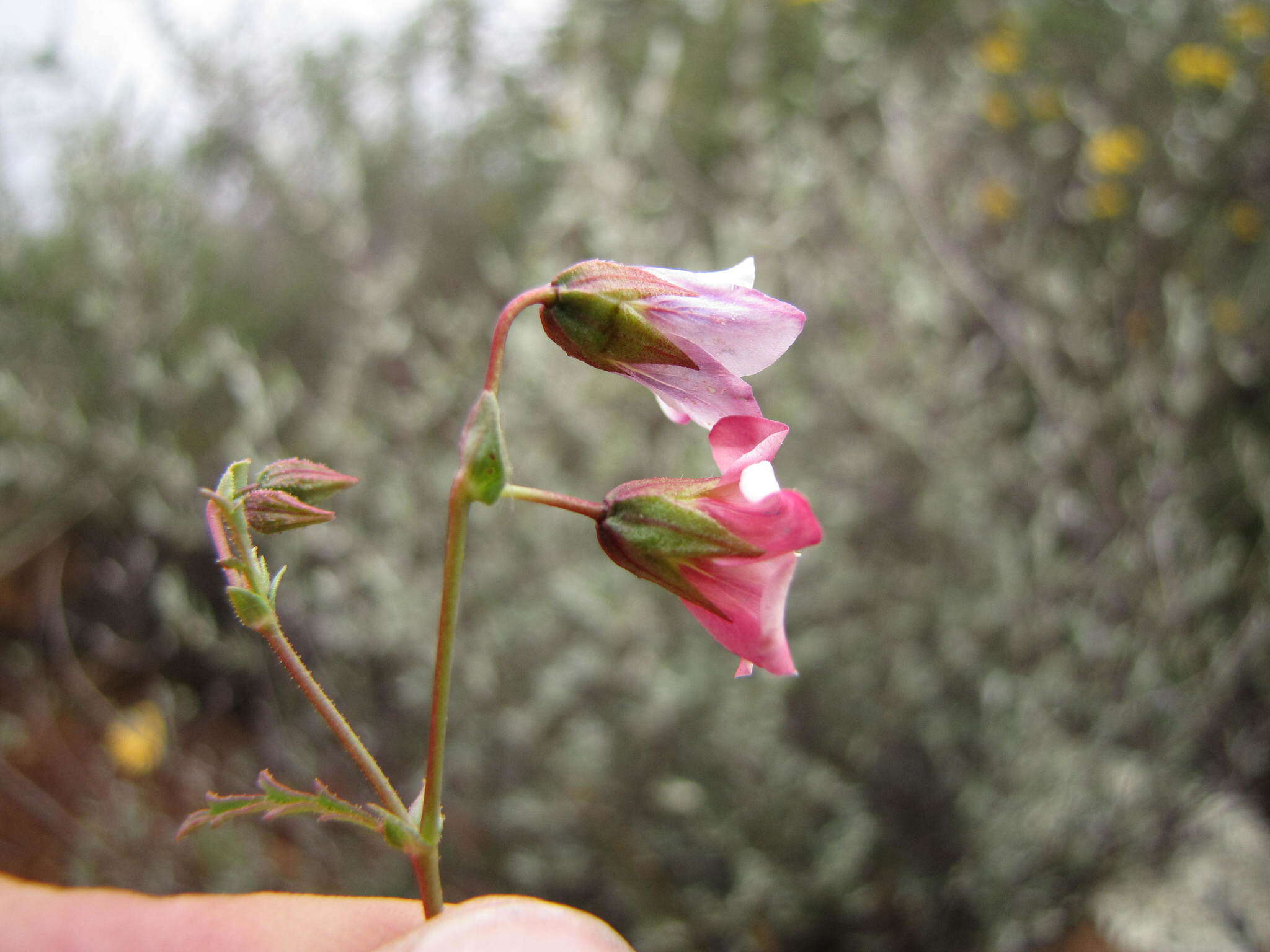 Image de Hermannia glabrata L. fil.