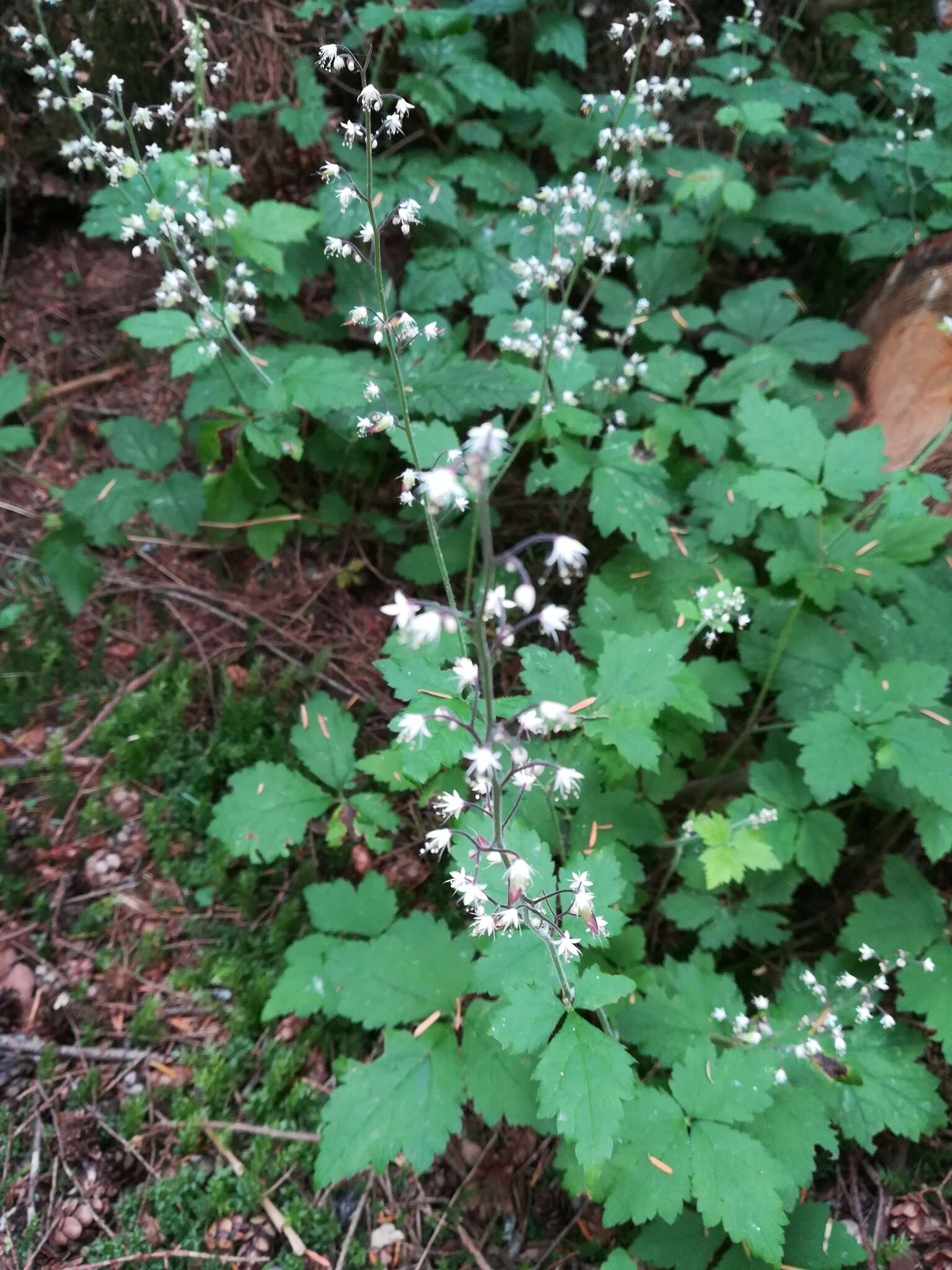 Image of Tiarella trifoliata var. trifoliata