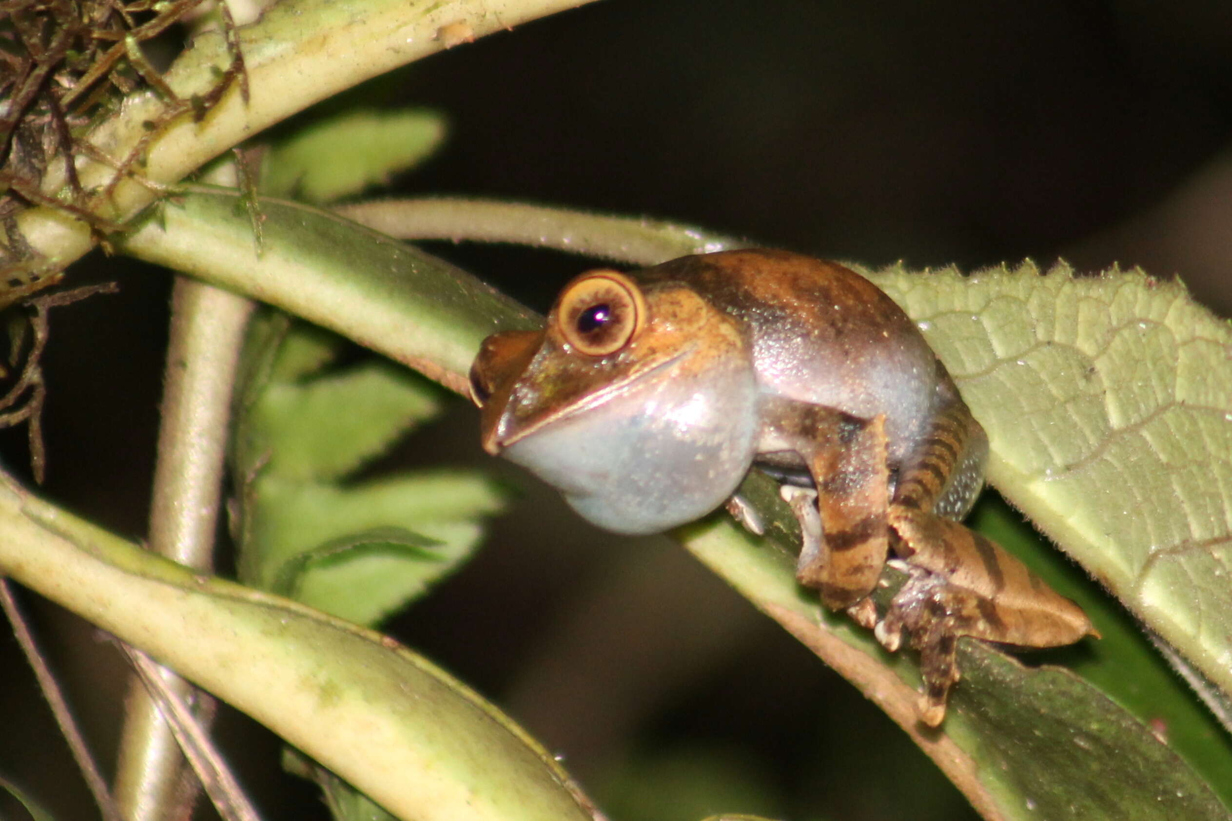 Image of Madagascar Bright-eyed Frog