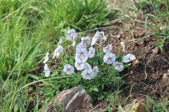 Image of Lycianthes peduncularis (Schltdl.) Bitter