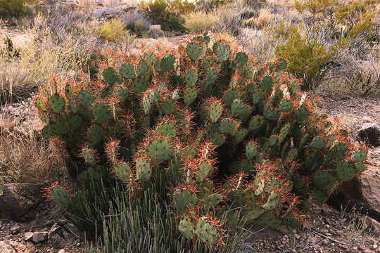 Image of pricklypear