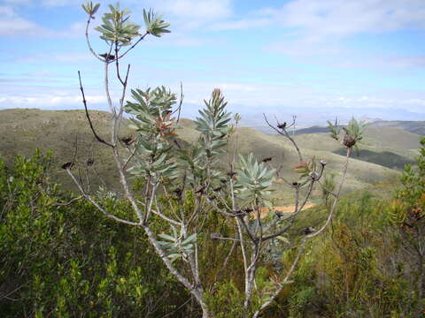 Image of Wagon tree