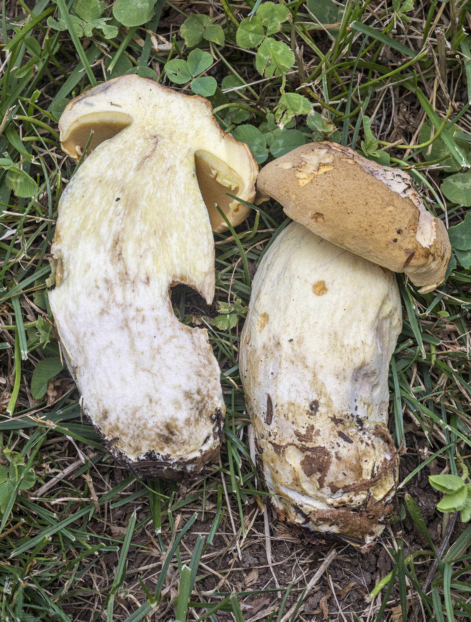 Image of Boletus huronensis A. H. Sm. & Thiers 1971