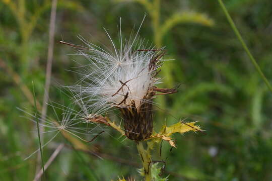 Image of Hill's thistle