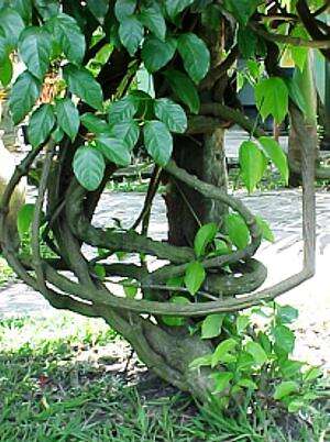Image of ayahuasca