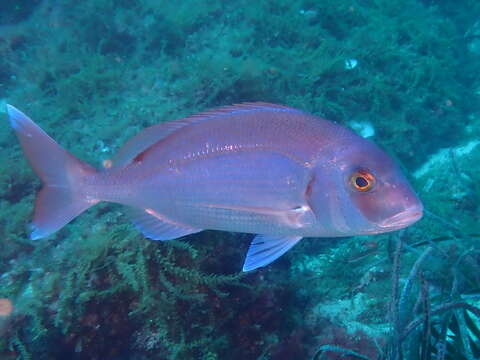 Image of Common Sea Bream