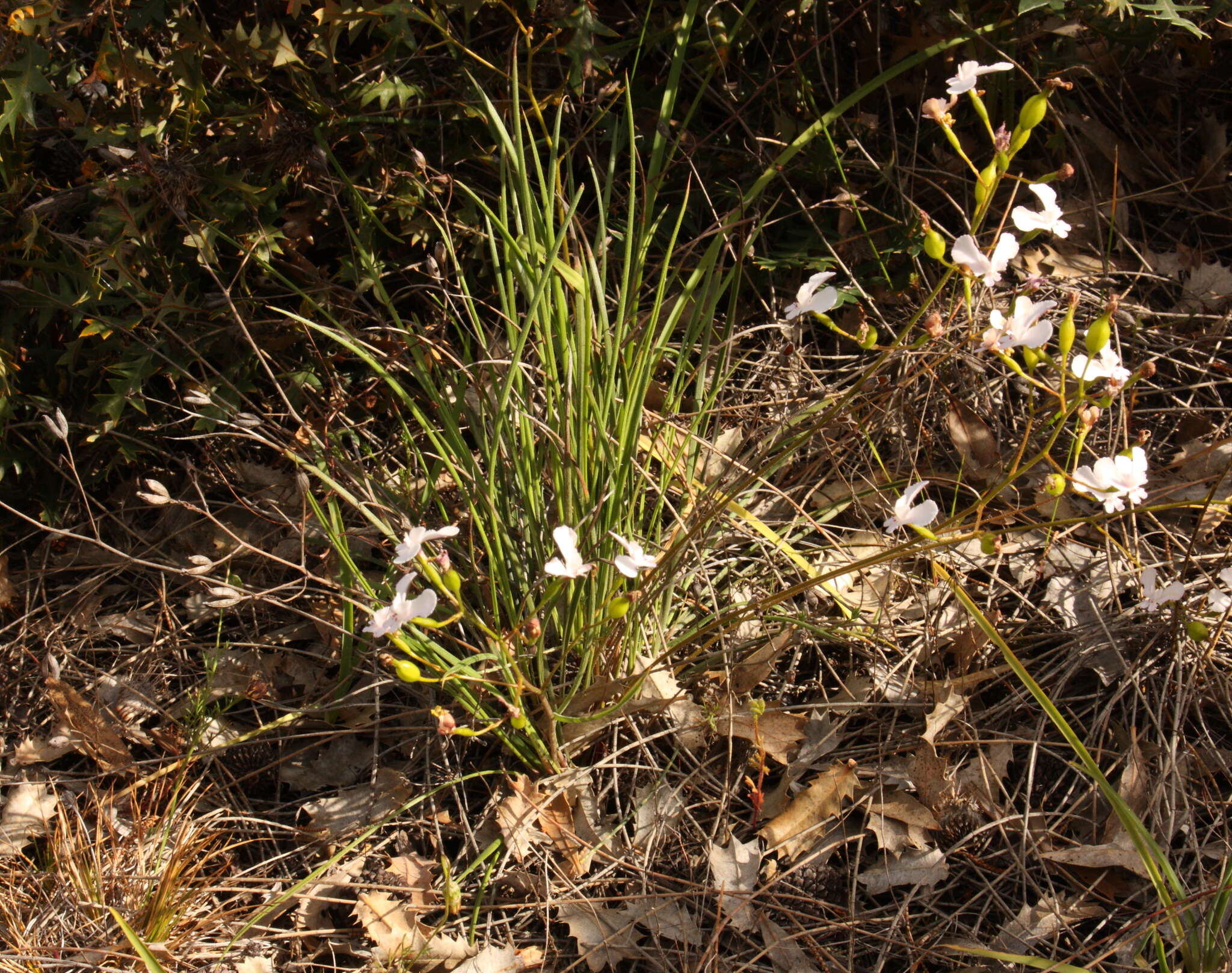 Image de Stylidium caricifolium Lindley