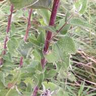 Brickellia secundiflora (Lag.) A. Gray的圖片