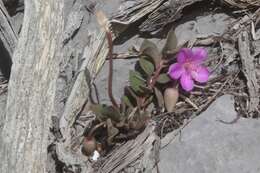 Image of Grahamia coahuilensis (S. Wats.) G. D. Rowley