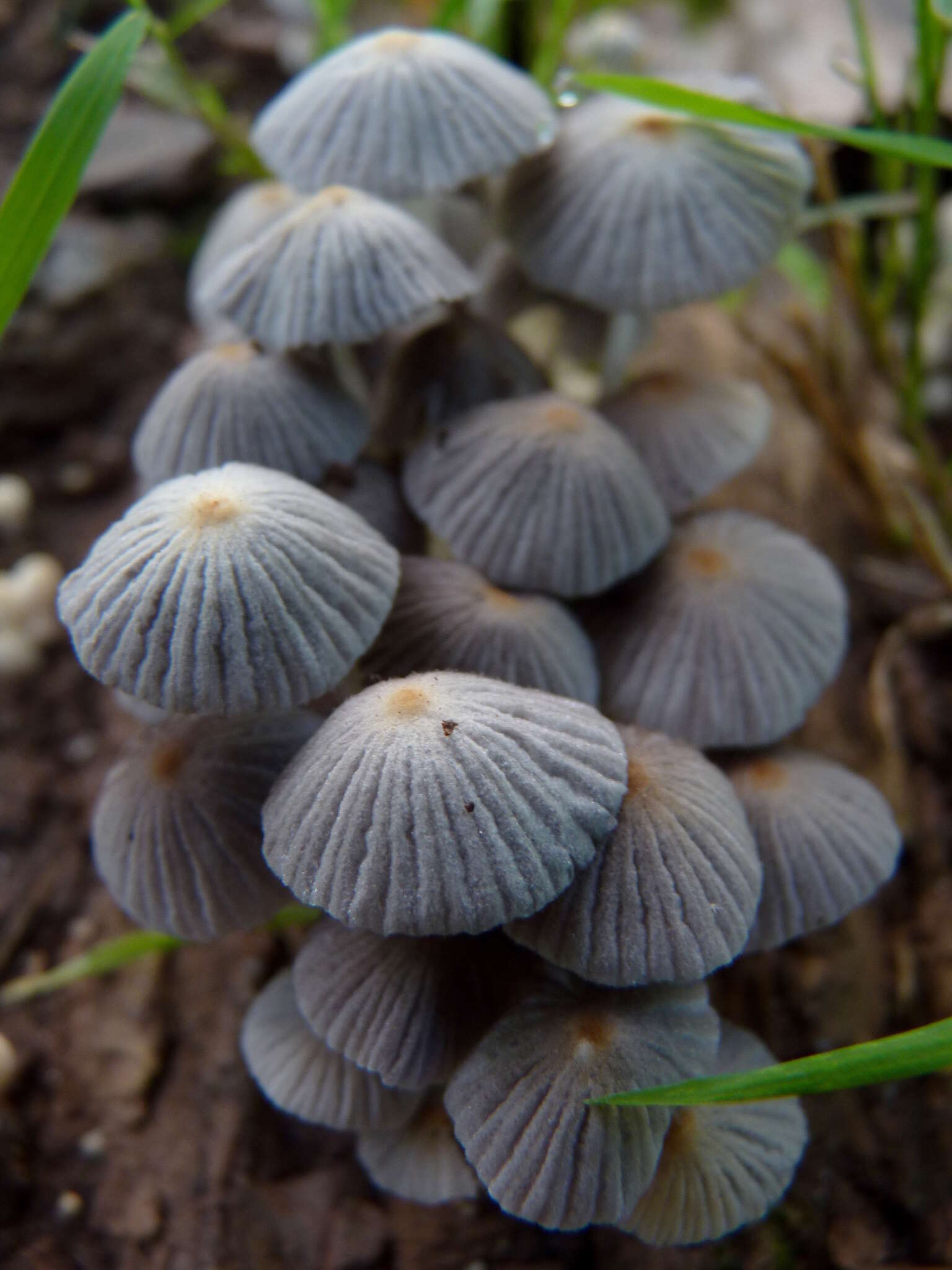 Image of Trooping Inkcaps