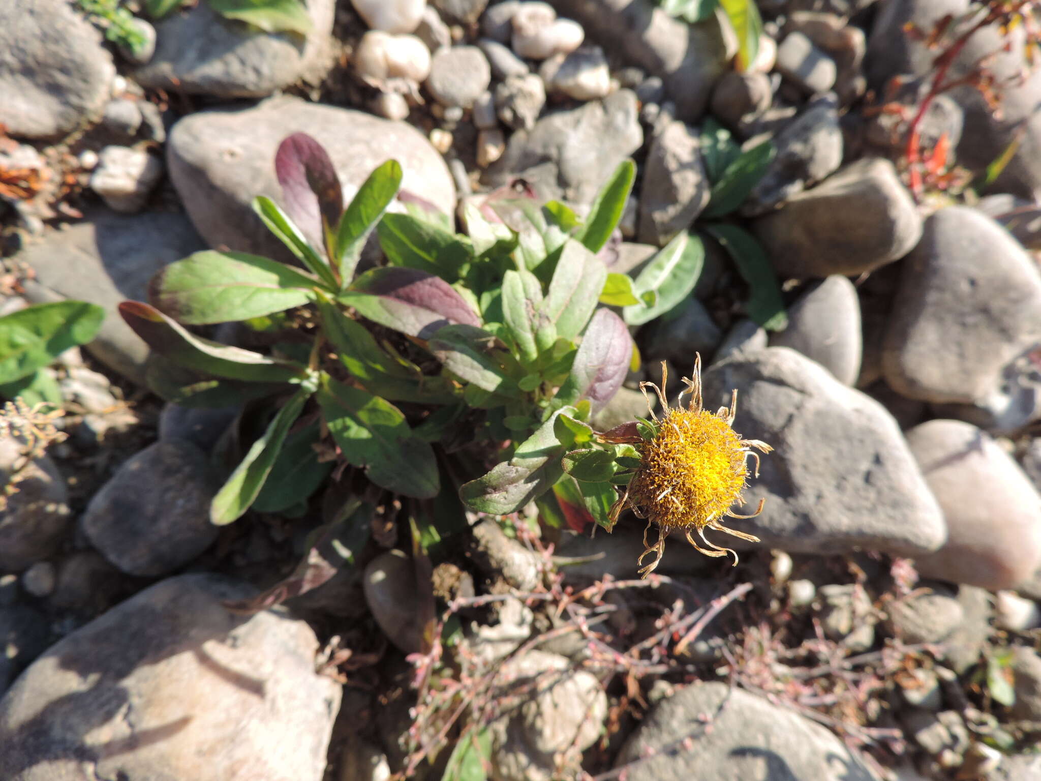 Image of British yellowhead