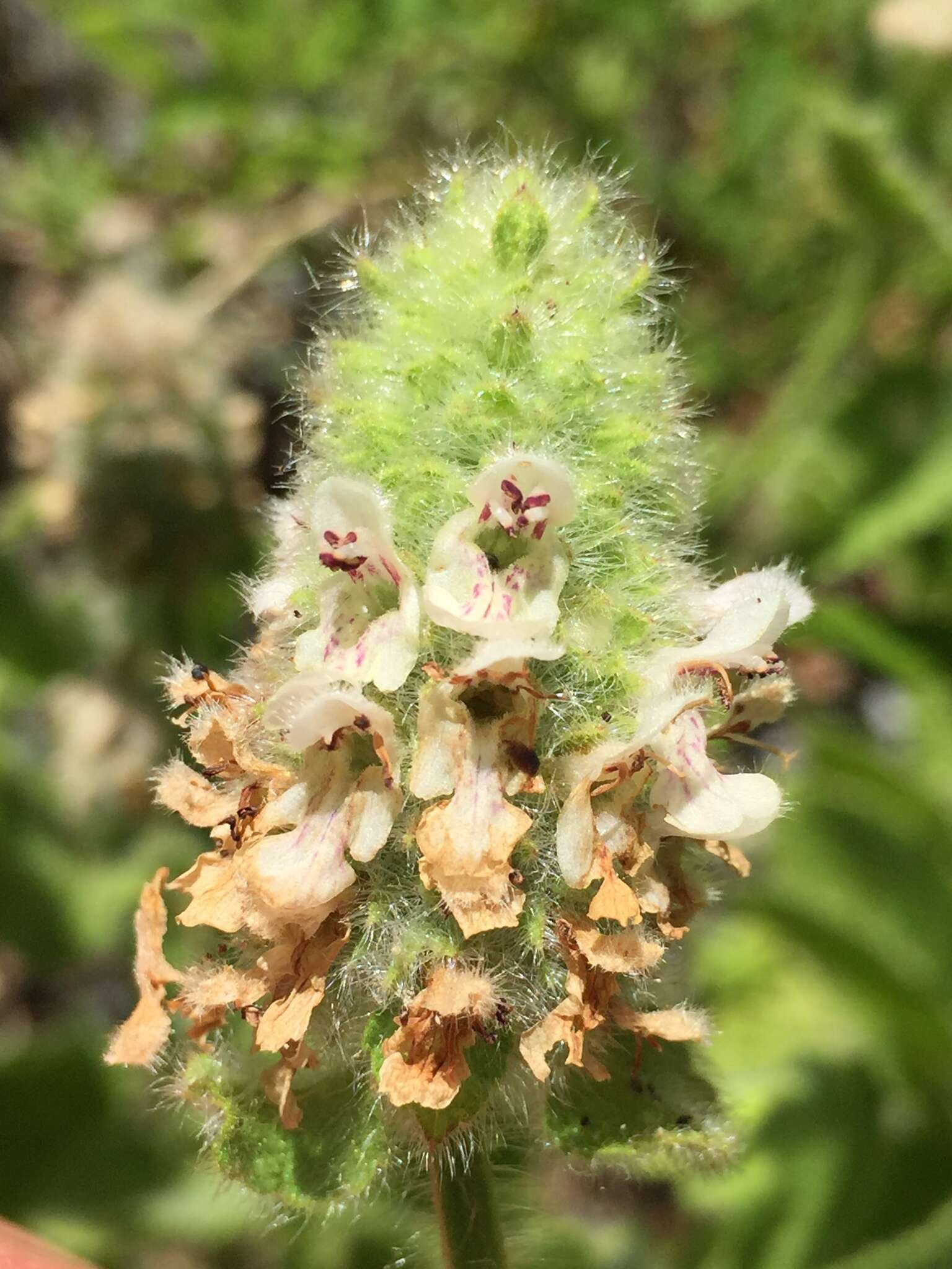 Image de Stachys pycnantha Benth.