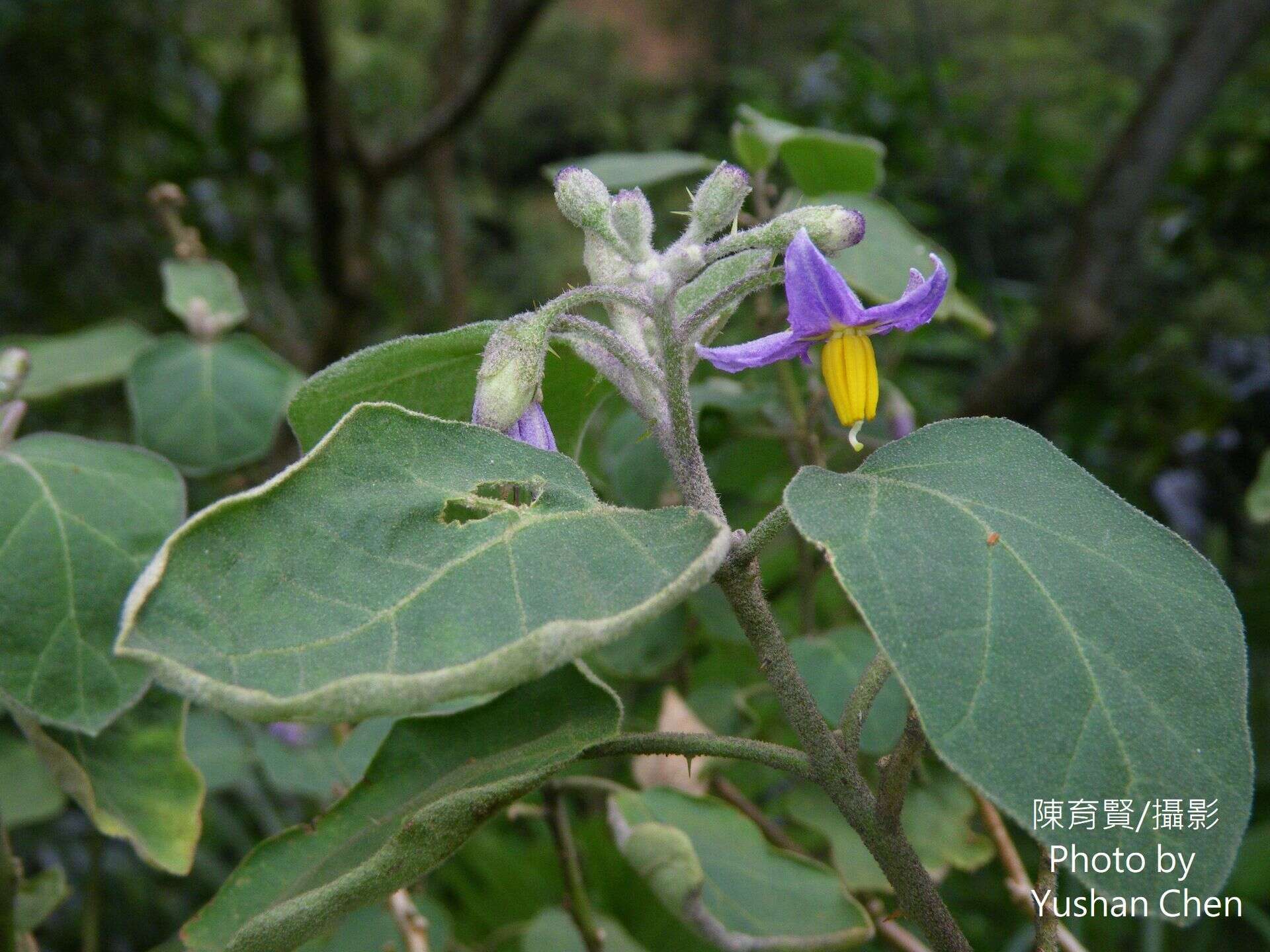 Image of Solanum violaceum Ortega