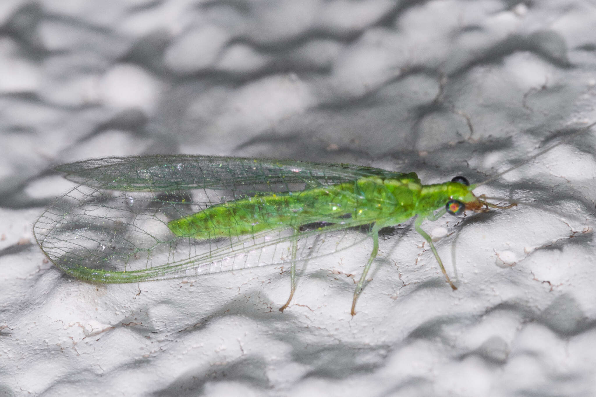 Image of Green lacewing