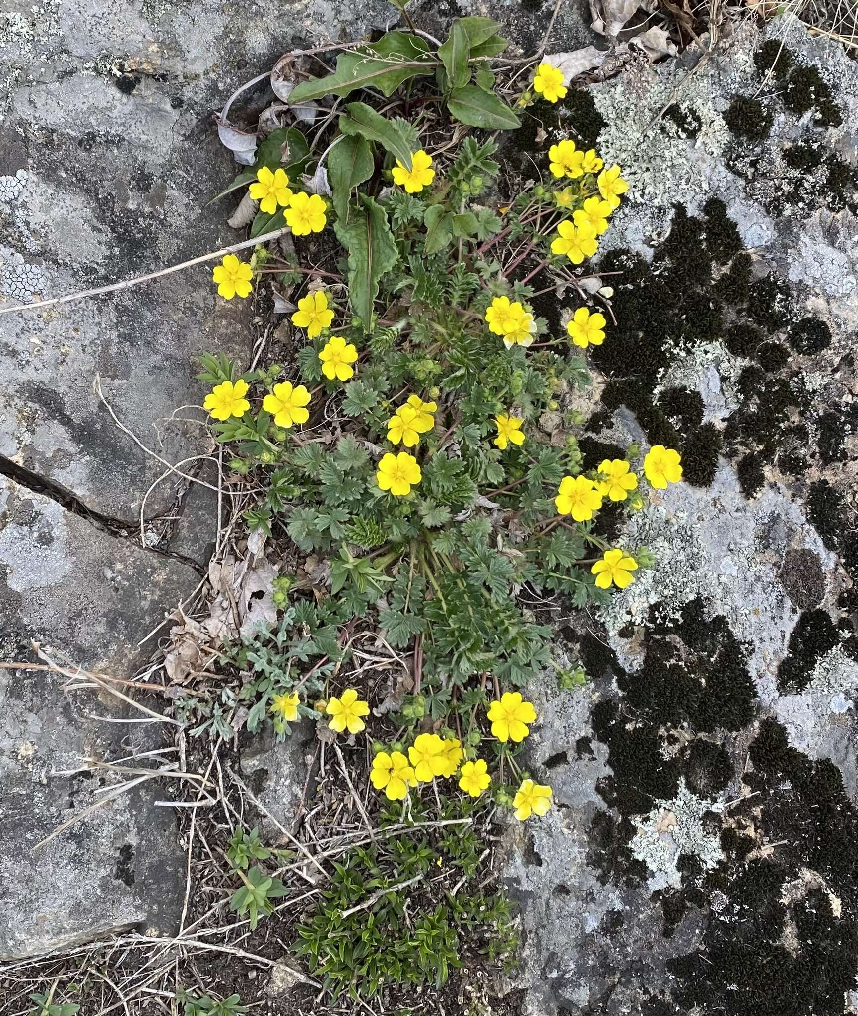 Imagem de Potentilla ancistrifolia Bunge