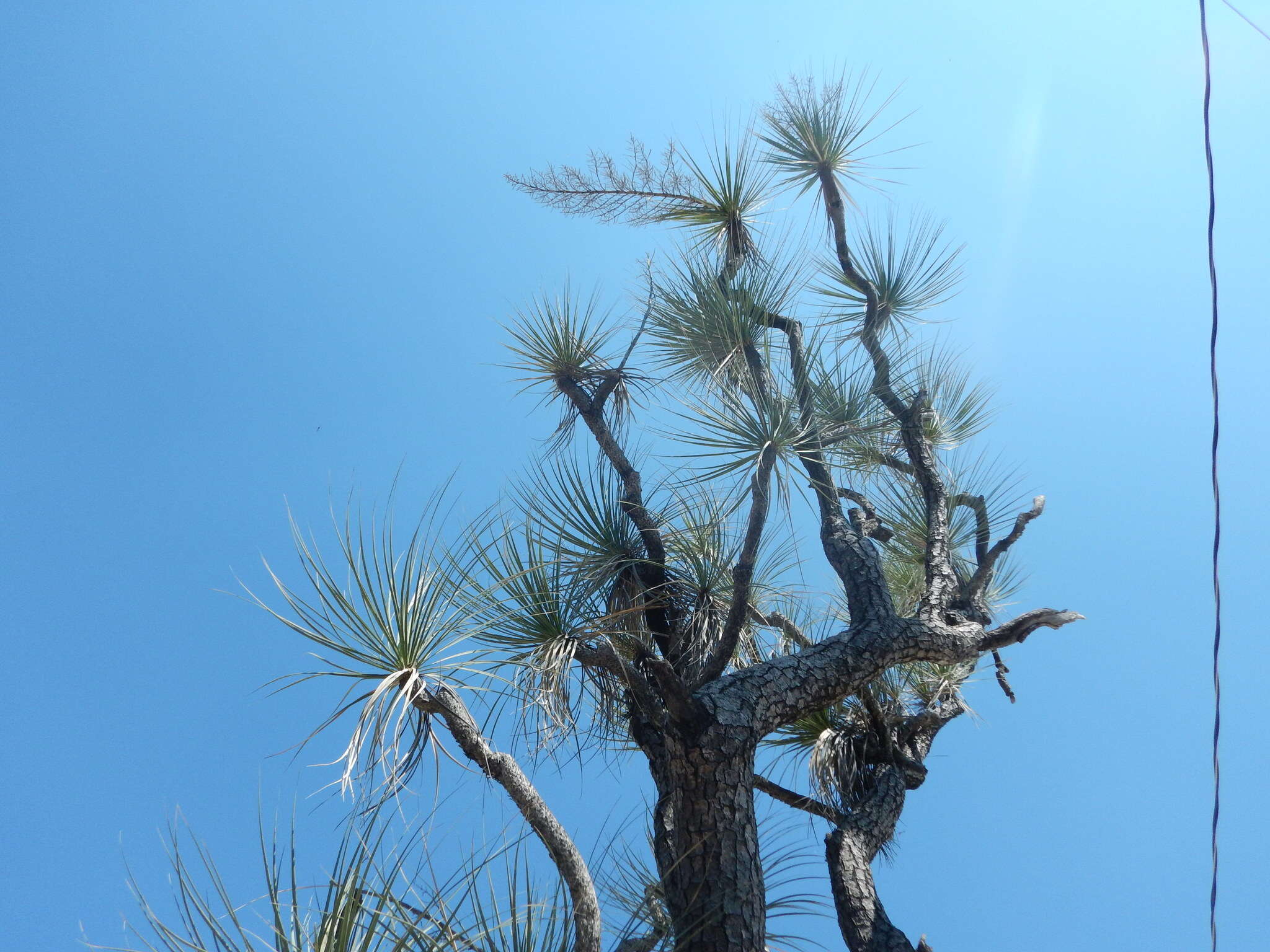 Image of Mexican Pony Tail Palm