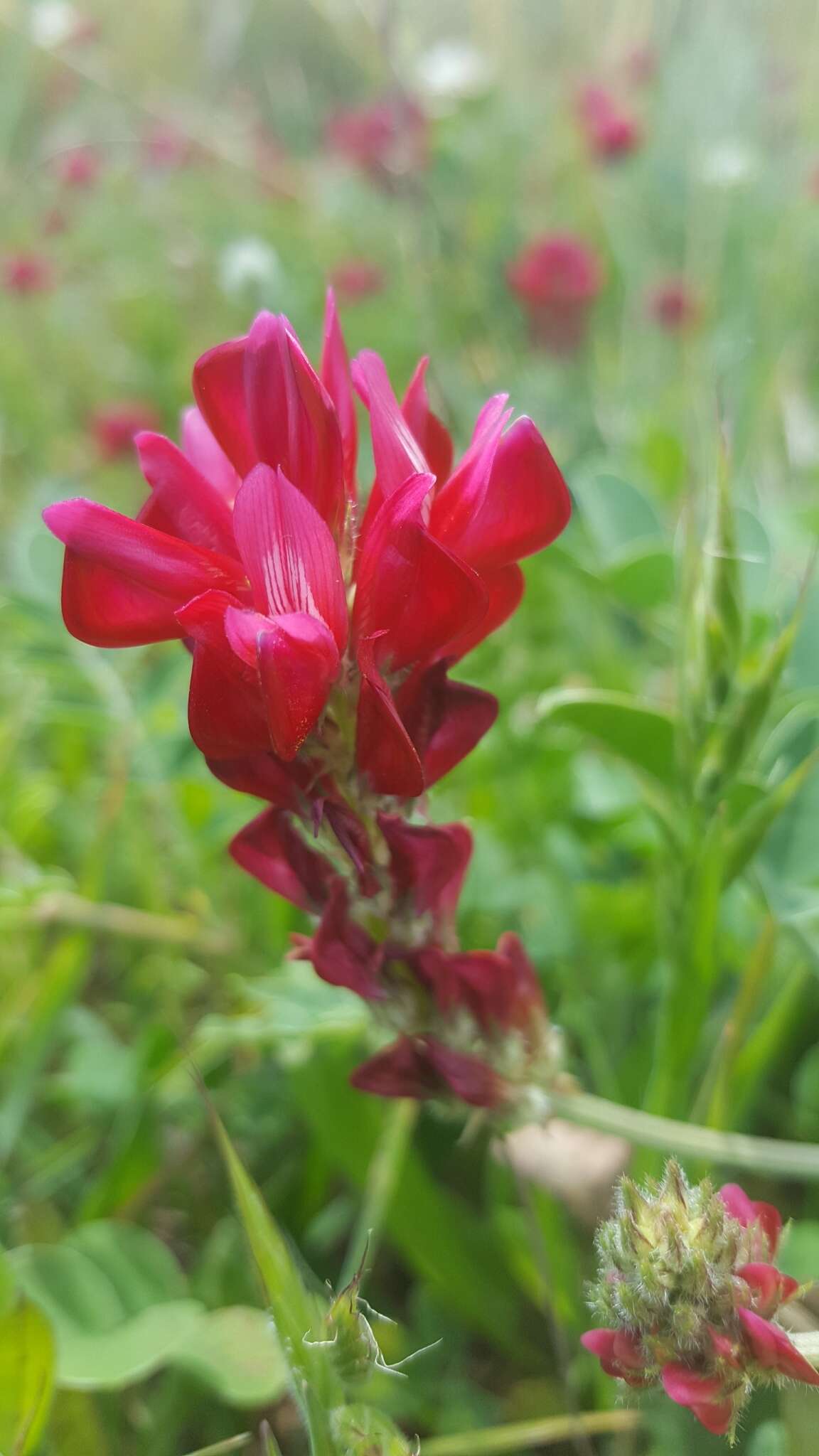 Image of <i>Sulla coronaria</i>