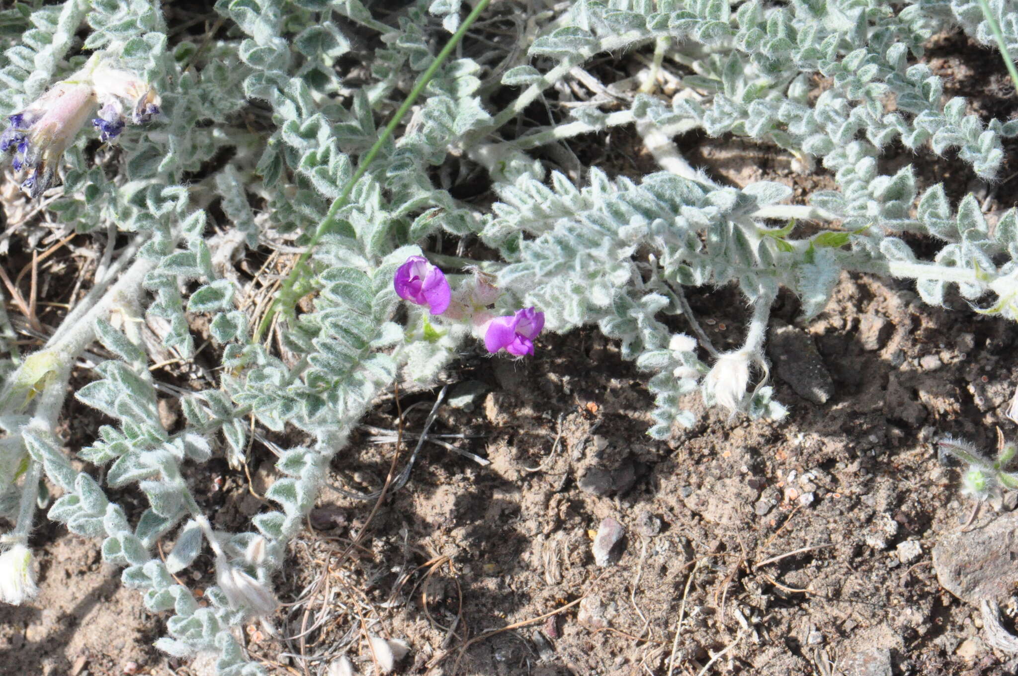 Image of bent milkvetch