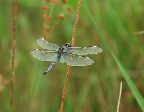 Слика од Libellula cyanea Fabricius 1775