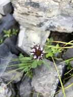 Image of arctic alpine fleabane