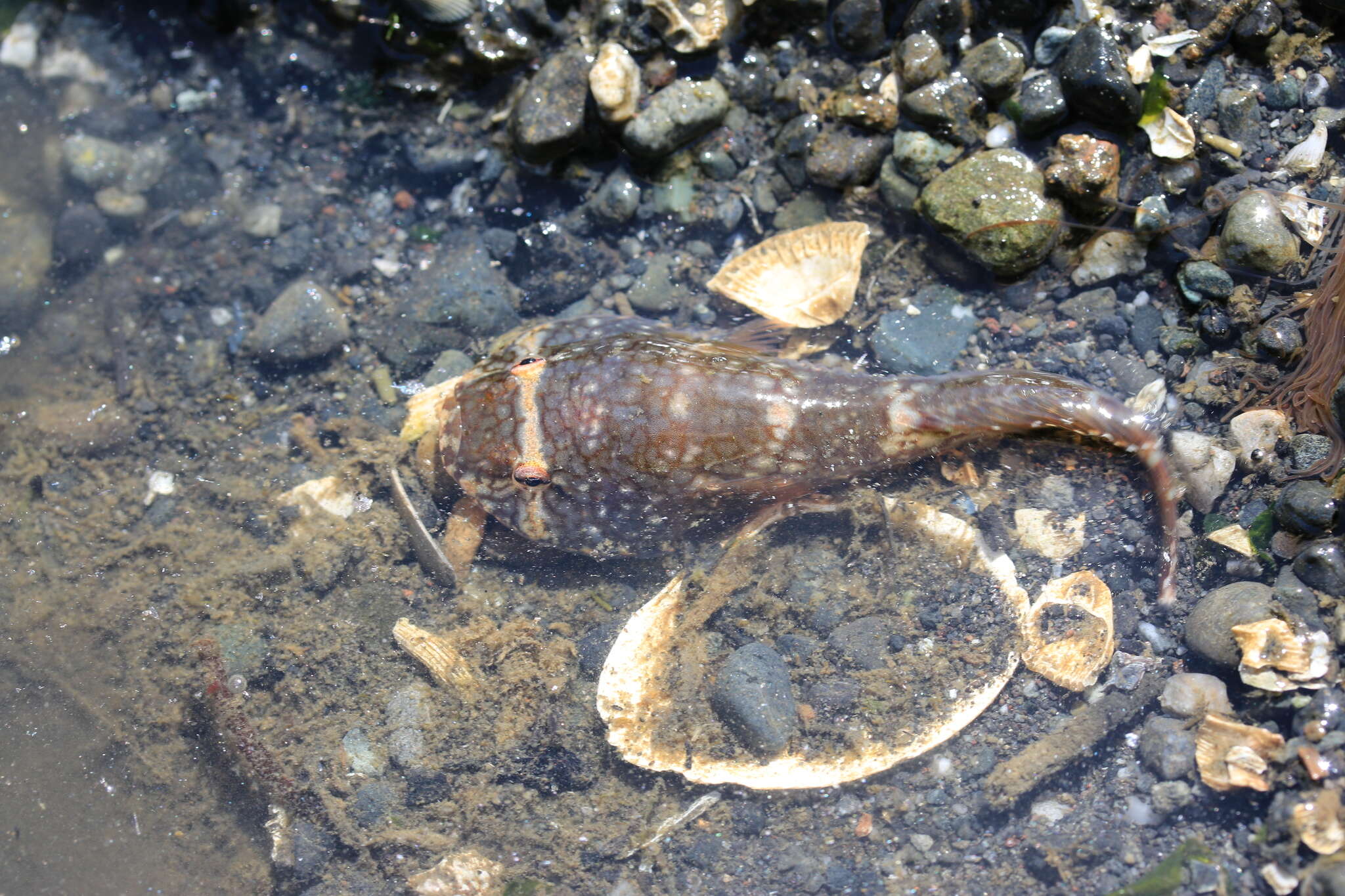 Image of Common cling-fish