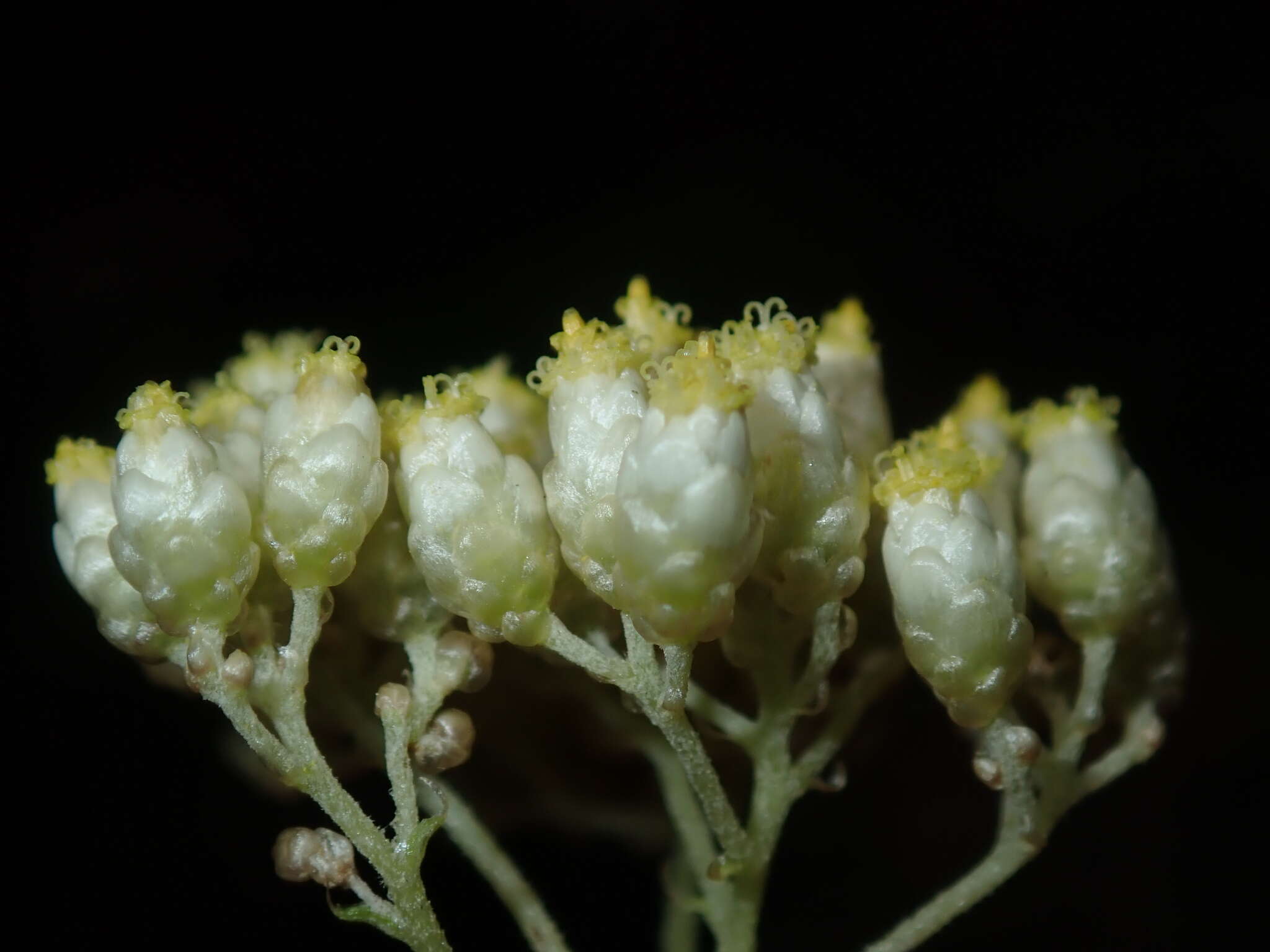 Cassinia denticulata R. Br resmi