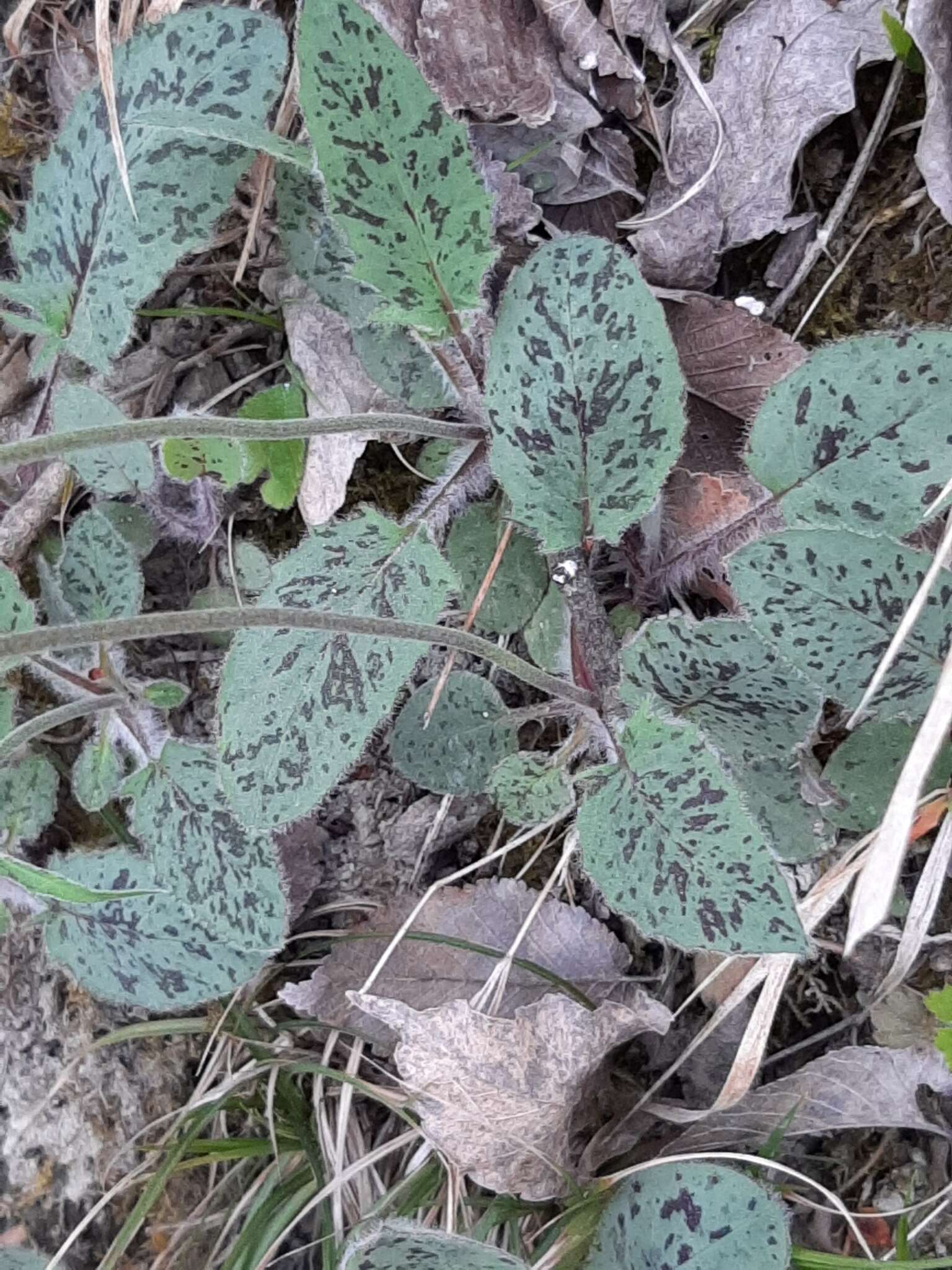 Imagem de Hieracium bifidum Kit.