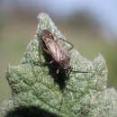 Image of yerba santa plant bug