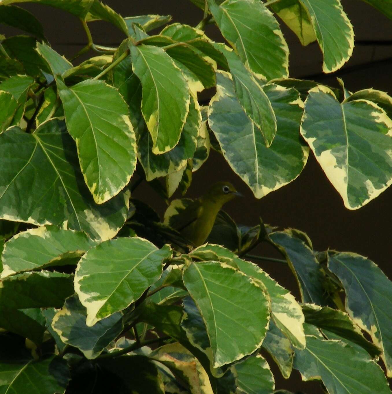 Image of Lemon-bellied White-eye