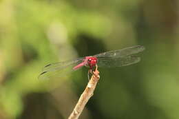 Image of Orthemis macrostigma (Rambur 1842)