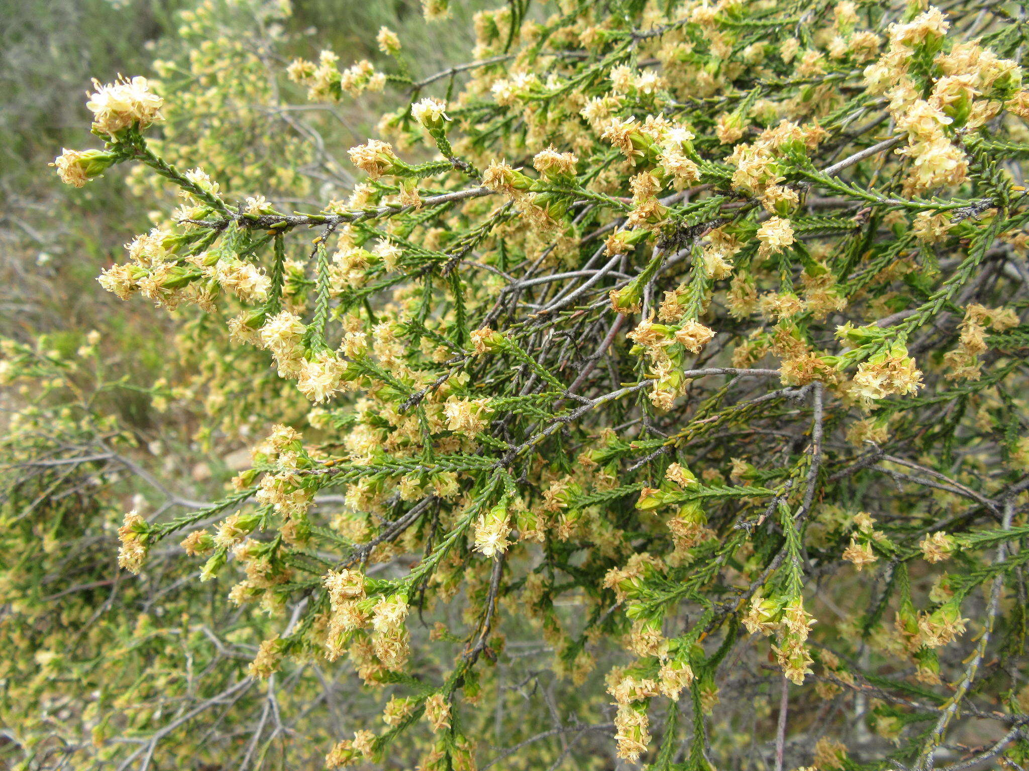 Image of Passerina truncata (Meissn.) Bredenk. & A. E. van Wyk