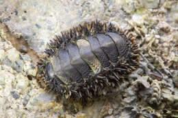 Image of Acanthopleura gemmata (Blainville 1825)