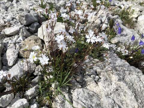 Image of Heliosperma alpestre (Jacq.) Griseb.