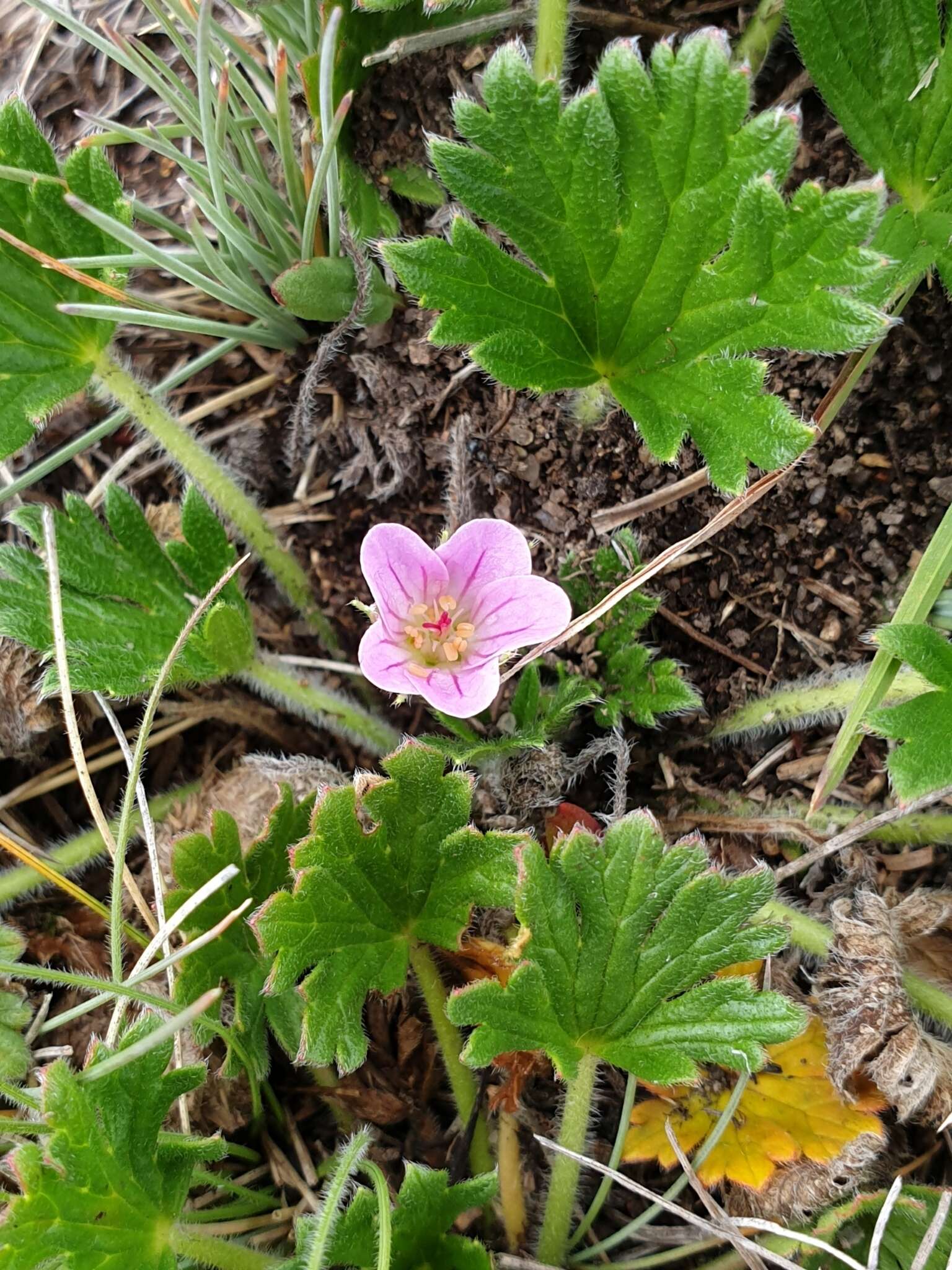 Image of Geranium antrorsum Carolin