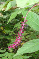 Image of American Nightshade