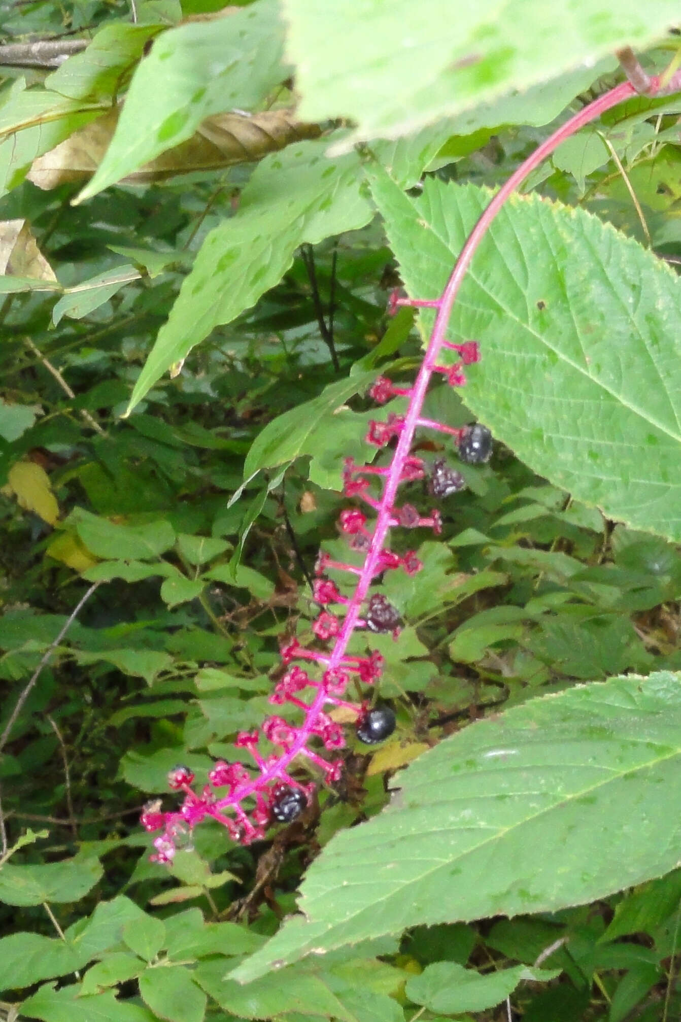 Image of American Nightshade