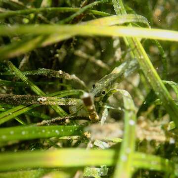 Image of Common Pipefish