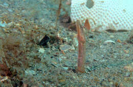 Image of Bluethroat Pikeblenny