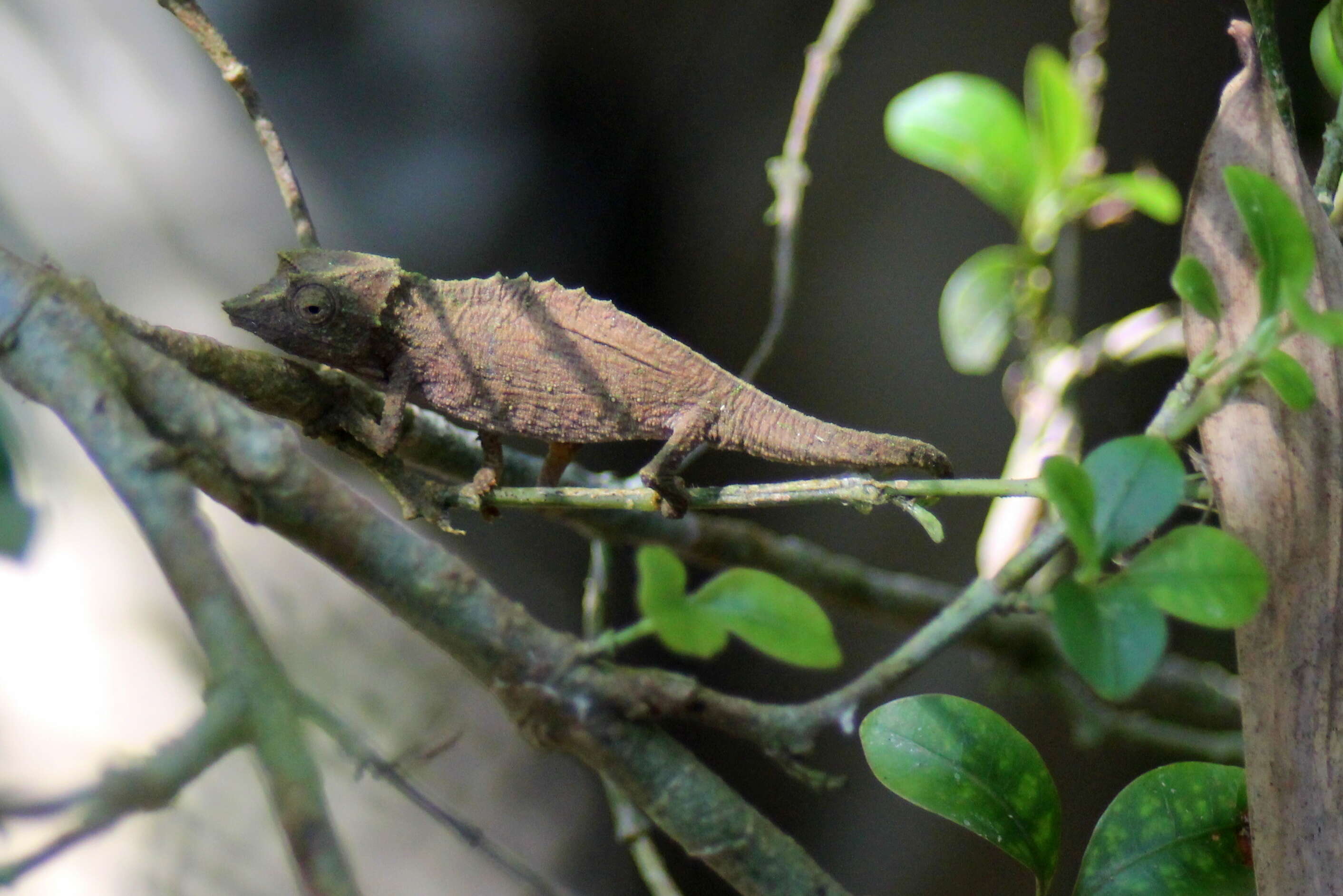 Image of Elongate Leaf Chameleon