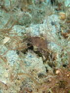 Image of Macrocoeloma Miers 1879