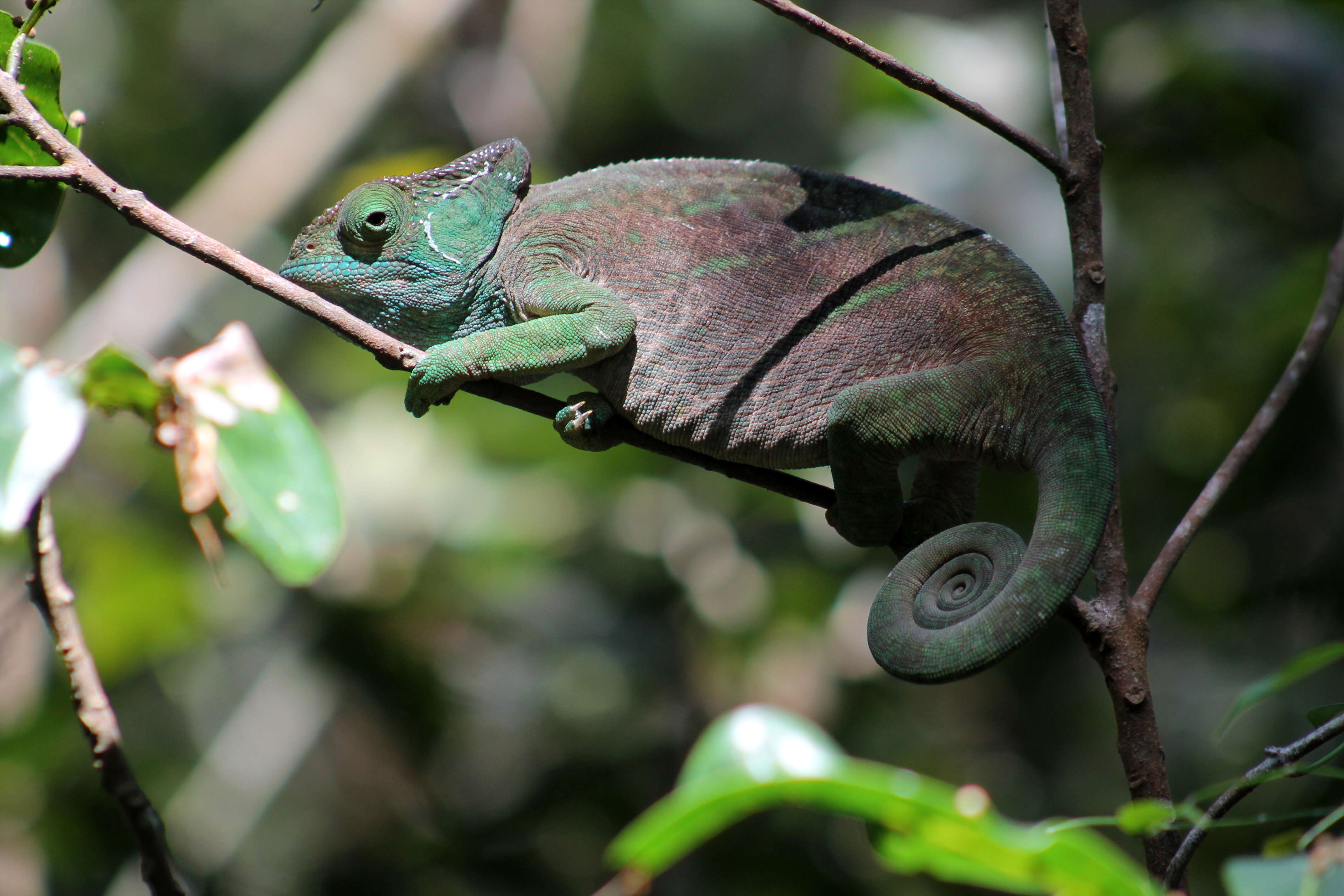 Image of Parson's Chameleon