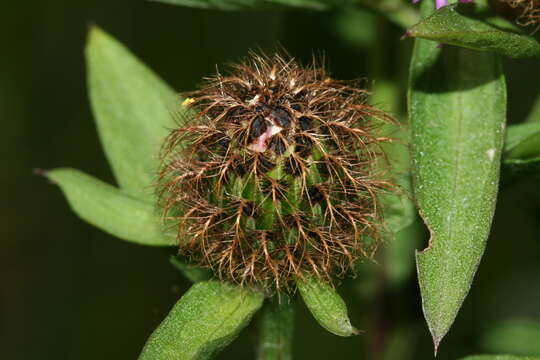 Image of Centaurea phrygia subsp. pseudophrygia (C. A. Mey.) Gugl.