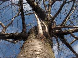 Image of Common Birch