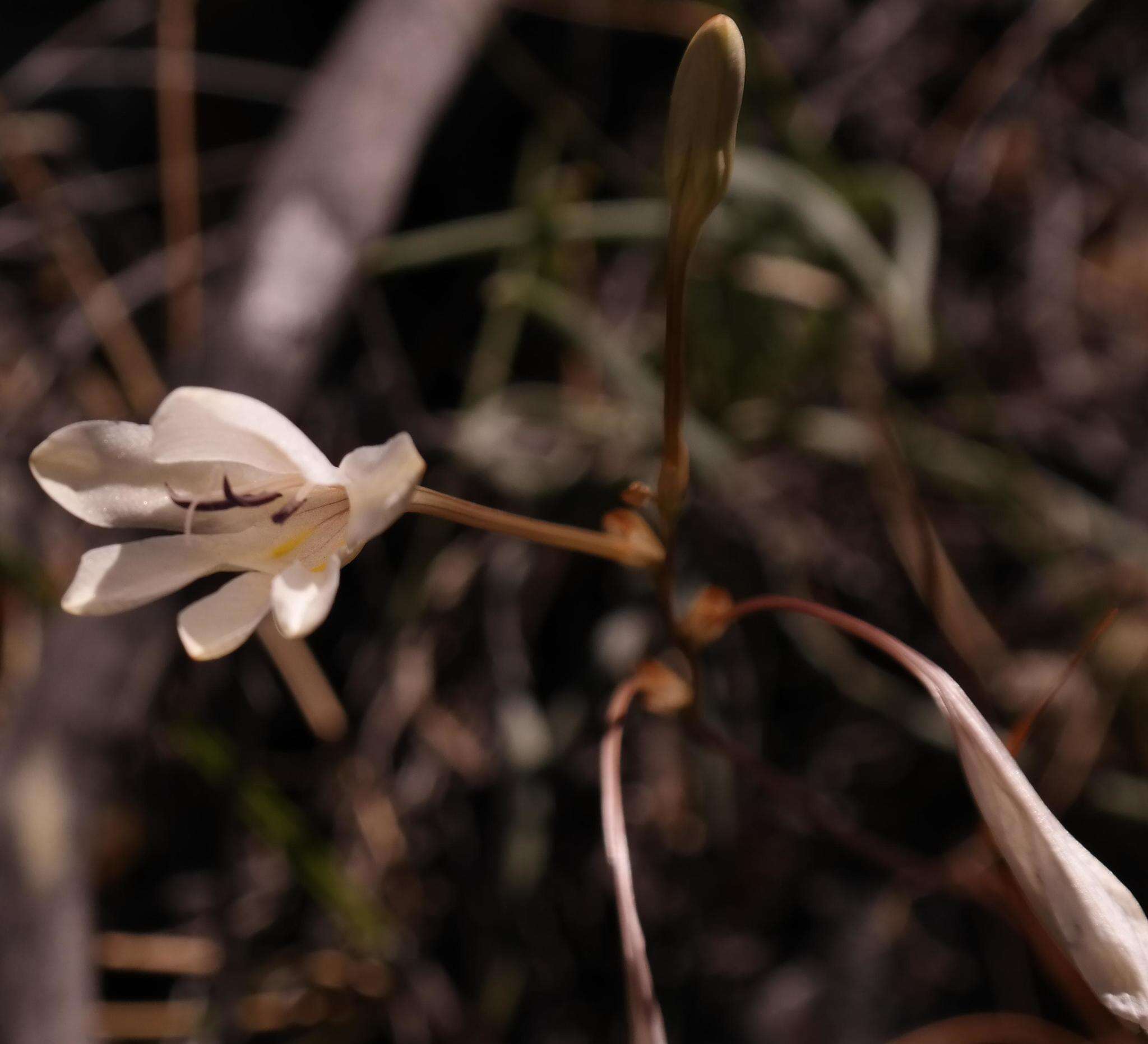 صورة Tritonia linearifolia Goldblatt & J. C. Manning