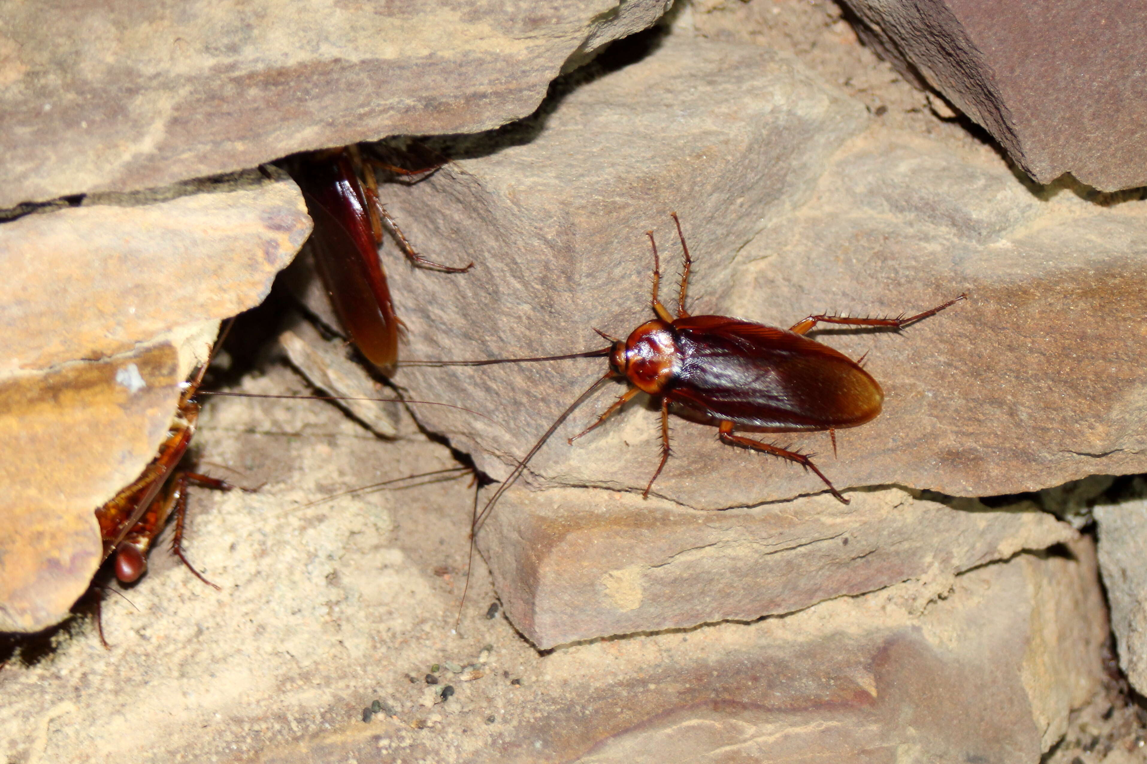 Image of american cockroach, ship cockroach