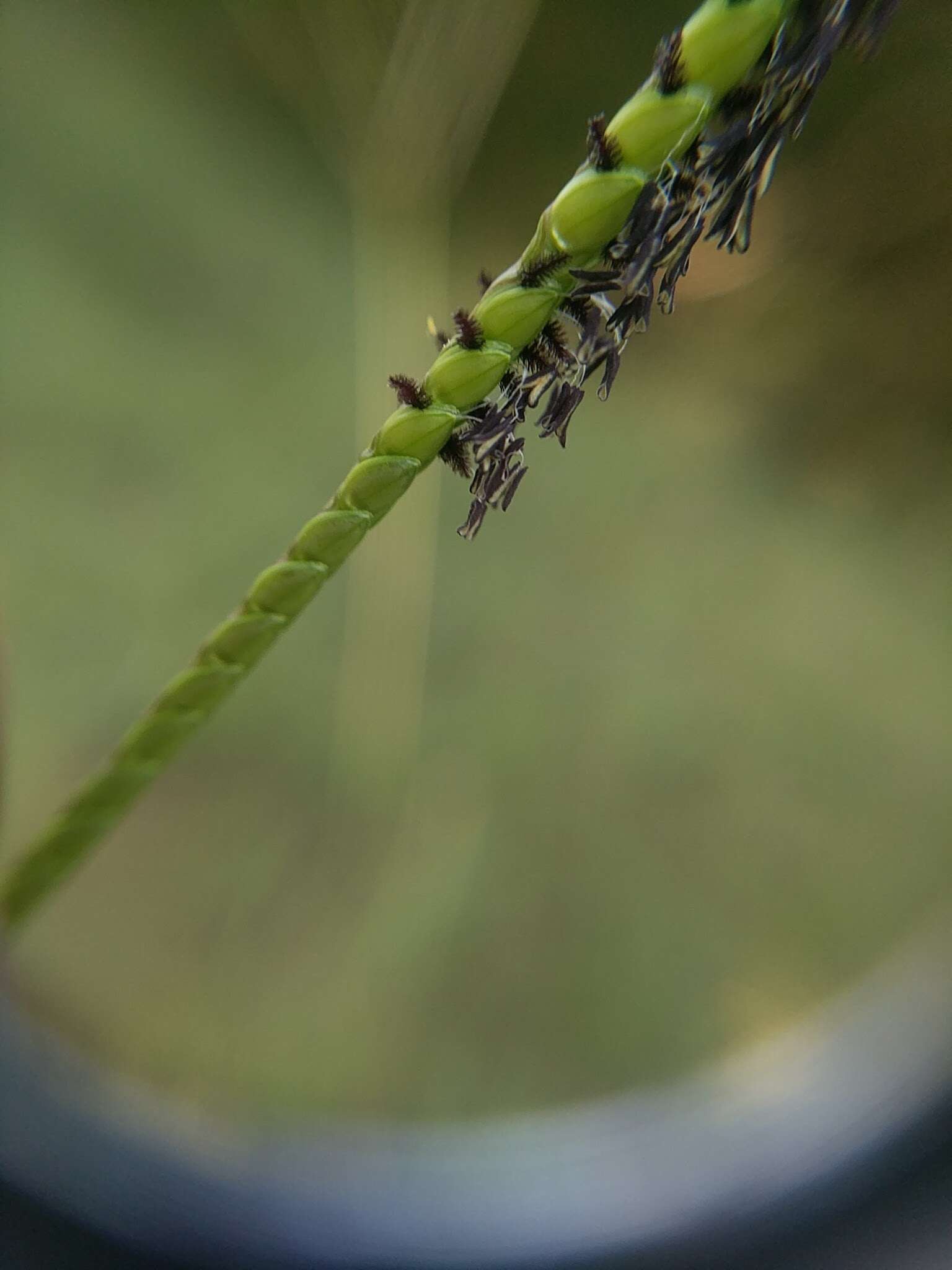 Sivun Paspalum notatum Flüggé kuva