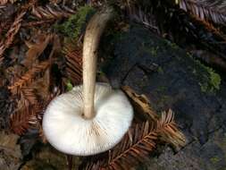 Image of Pluteus cervinus (Schaeff.) P. Kumm.